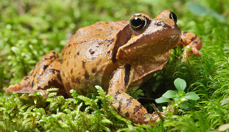 A common frog crawling through moss
