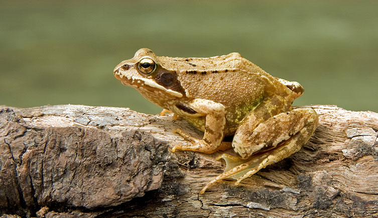 Side view of a pale brown common frog with dark brown markings and only small bumps on its skin
