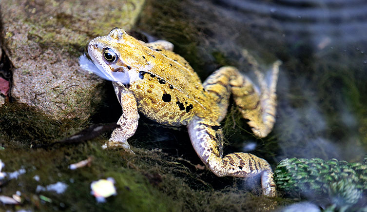 Common frog at the edge of a pond with rocks