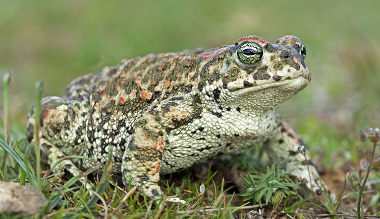 Natterjack toad crawling on grass