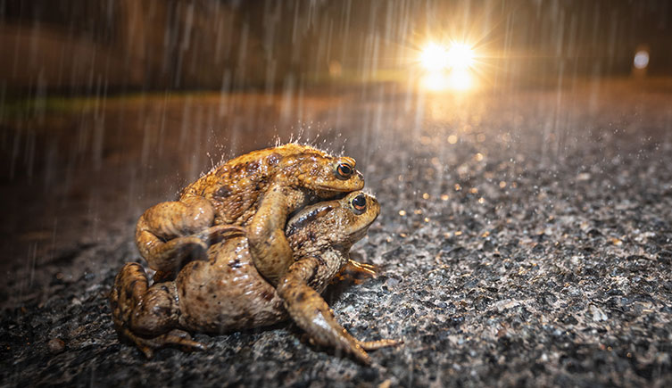 A pair of toads crossing a road in the rain