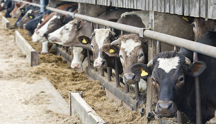 Many cows in a cowshed feeding on hay