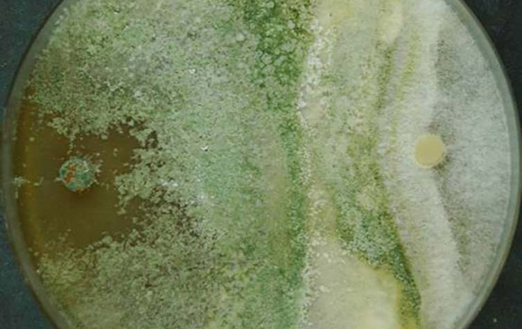 A petri dish with two kinds of fungi growing in it