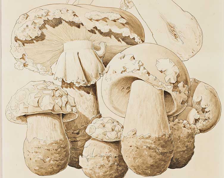 an illustration of white mushrooms