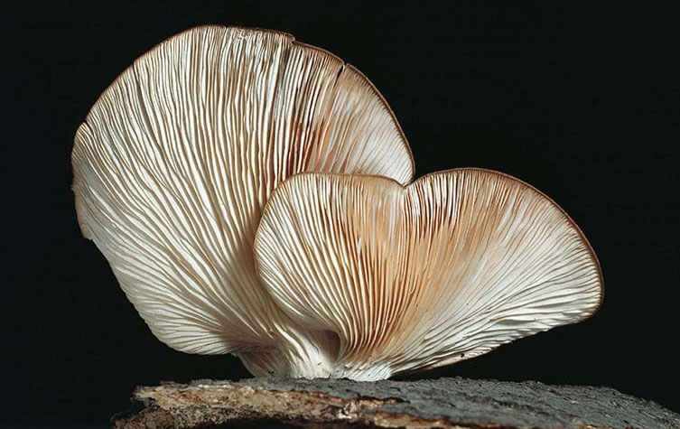 Oyster mushroom growing from wood