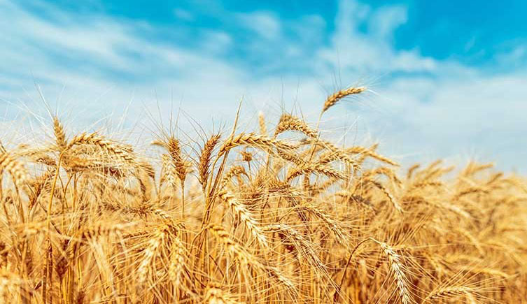 Wheat growing in a field