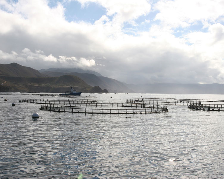 Rings of fish farm on sea