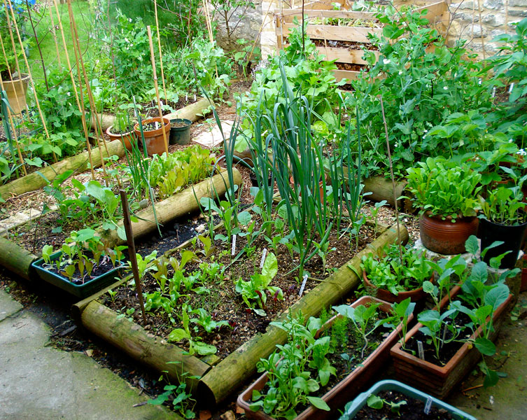 Patches of vegetables in a private garden