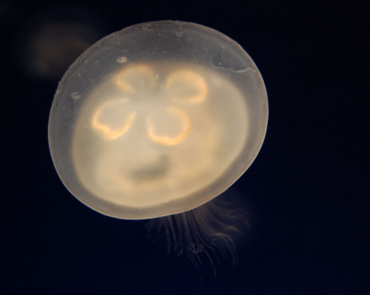 A translucent jellyfish floating in dark water