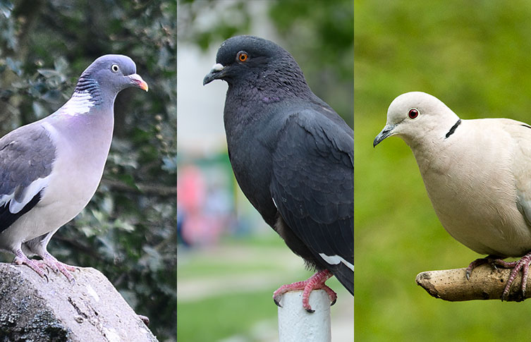 A collage of three pigeon species - a woodpigeon, a feral pigeon and a collared dove