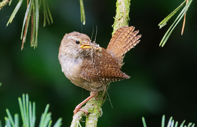 A wren perched on a branch with an insect in its beak
