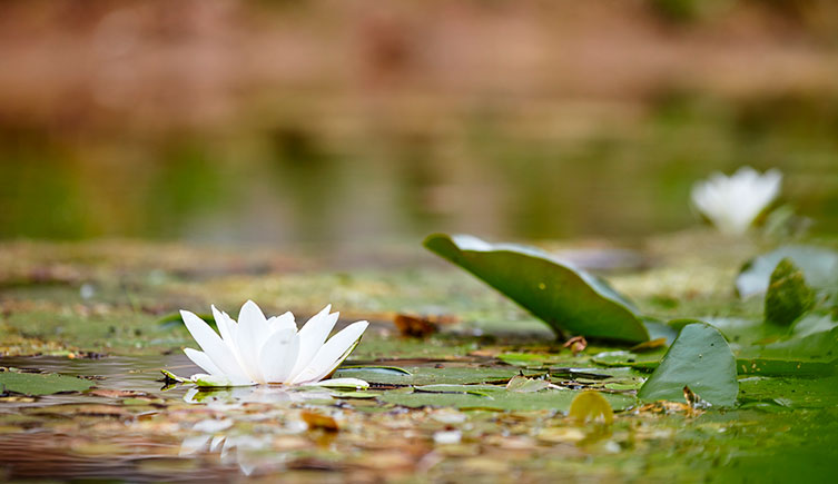 A white flower and lily pads floating on the surface of one of our ponds