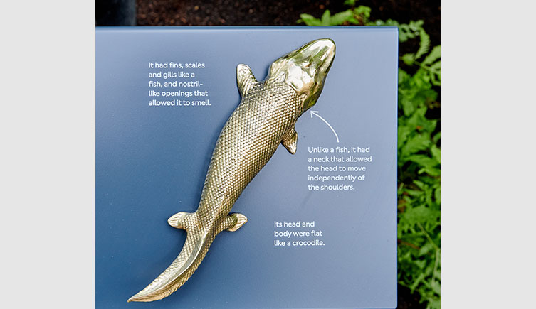 A metal sculpture of a four-limbed prehistoric fish on a display board with additional facts about the animal including that it had fins, scales and gills like a fish, but unlike a fish it had a neck that allowed its head to move independently of its shoulders.