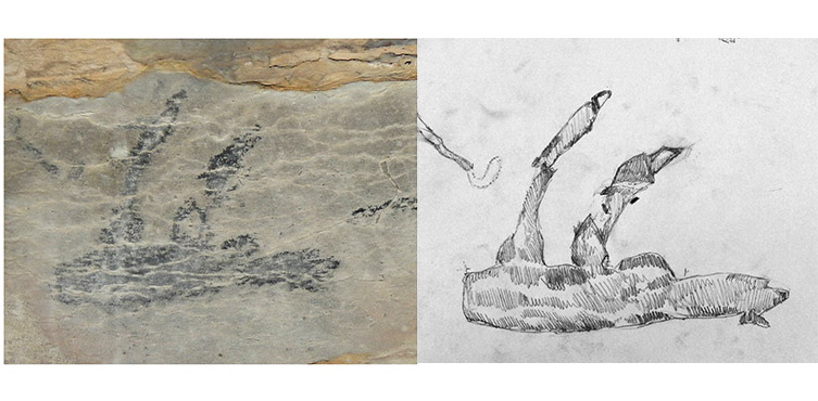 The giant sloth lemur art in more detail, with a pencil drawing next to it showing the ears and feet. 