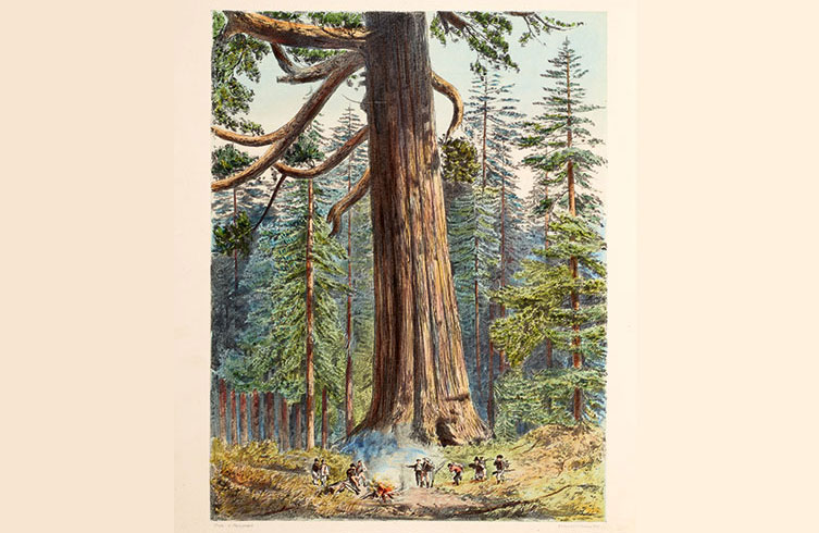 An illustration of a group of frontier scouts or soldiers at the base of a giant redwood tree in Mariposa Grove
