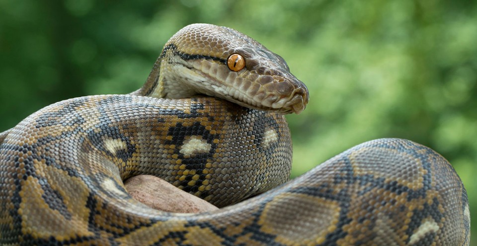 Anaconda Snake Anaconda Snake