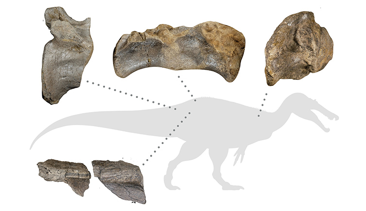 A silloutte of the spinosaur, showing where each of the of the fossil bones would have been found in the body. 