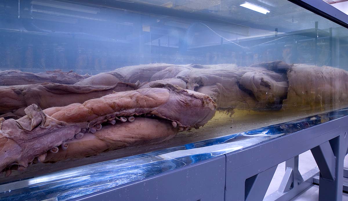 A close up of the head of Archie the giant squid in its tank.