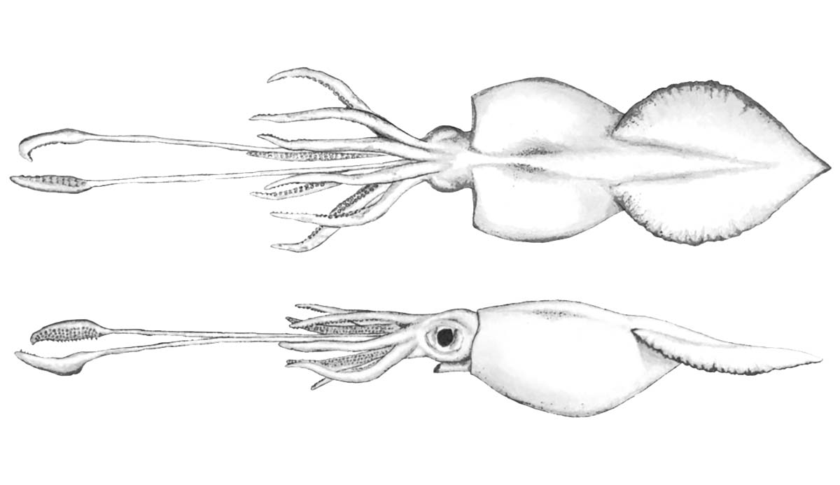 An illustration of a colossal squid from above and the side.
