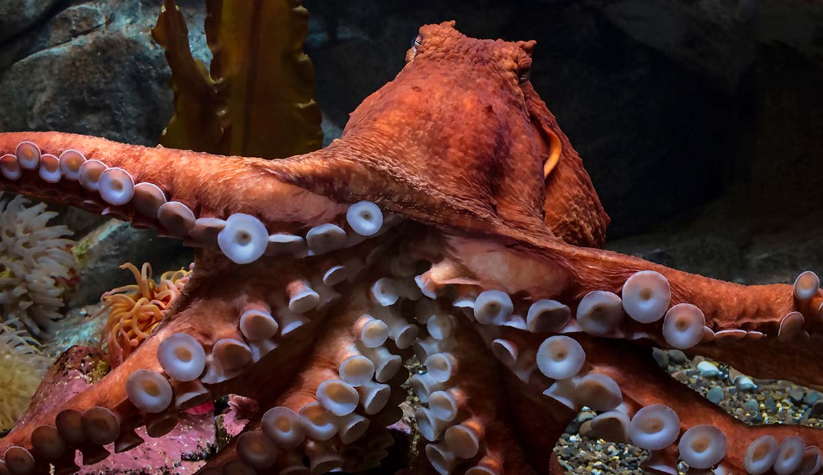 A giant Pacific octopus in an aquarium.