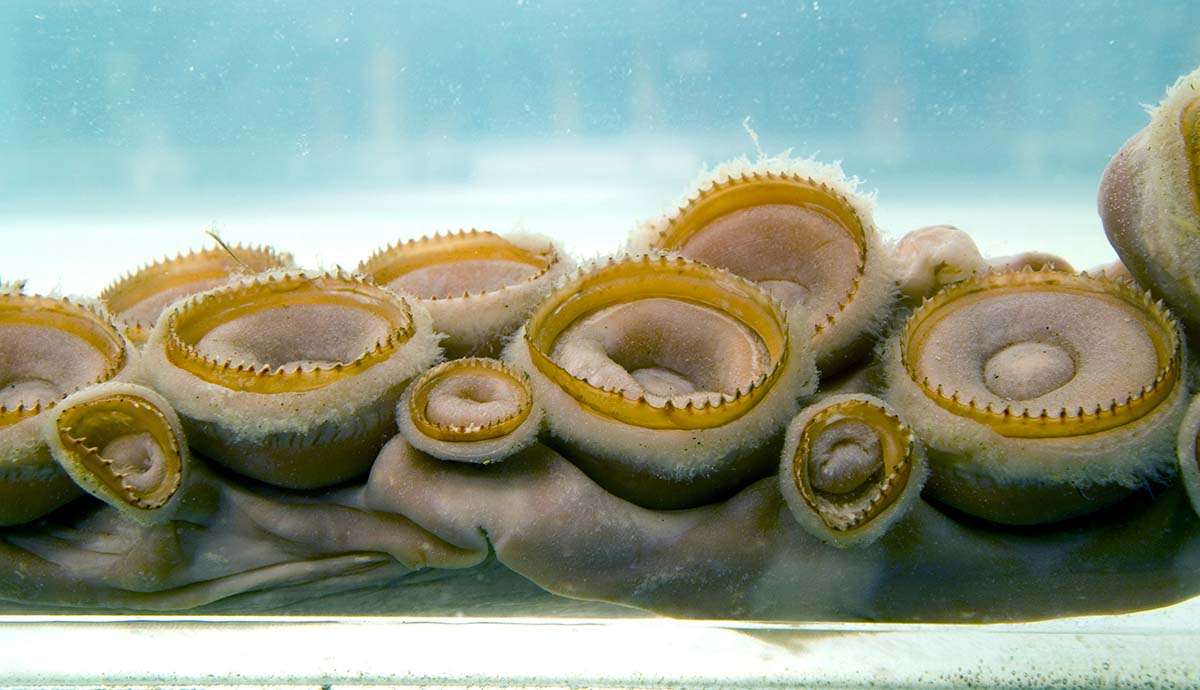 A close-up photo of the tentacles of a giant squid,