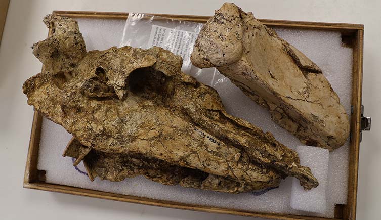 The fossilised skull of Genyornis lies on one side on a table, with the eye socket and beak visible.