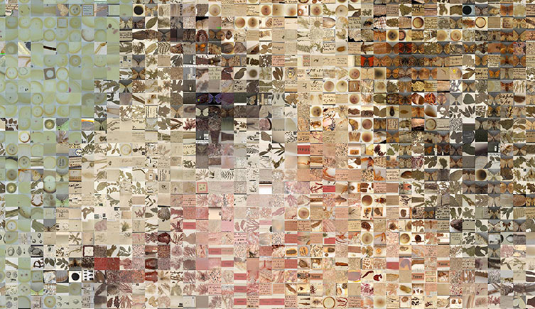 Close-up of part of the Museum's Gilbert White portrait produced from digitised specimens