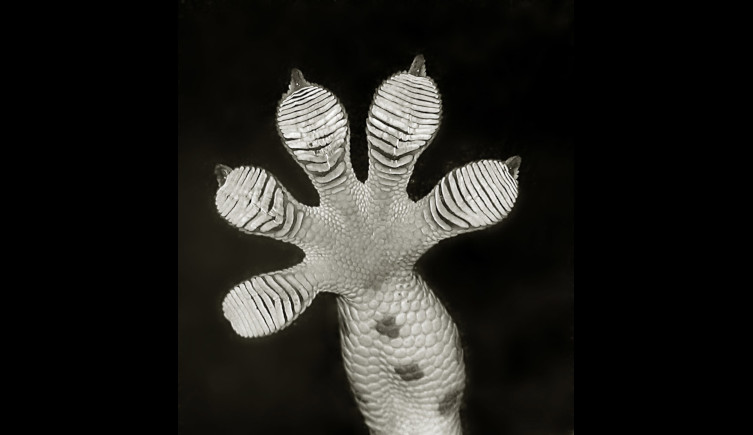 The underside of a gecko footprint on a black background.