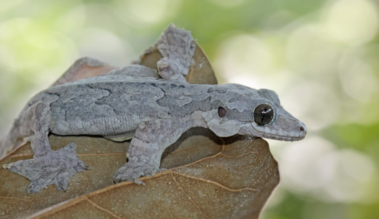 A mottled grey gecko sits on a brown leaf.