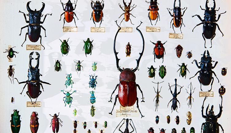 A selection of beetles showing a huge range of colours, sizes and shapes. 