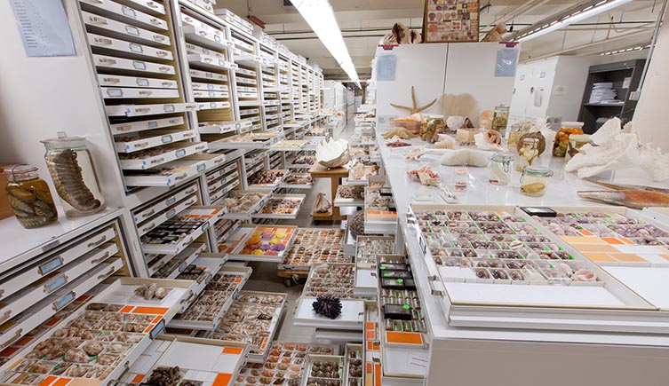 A picture of a museum collections space, showing multple drawers and cabinets open displaying all the multitude of specimens within. 