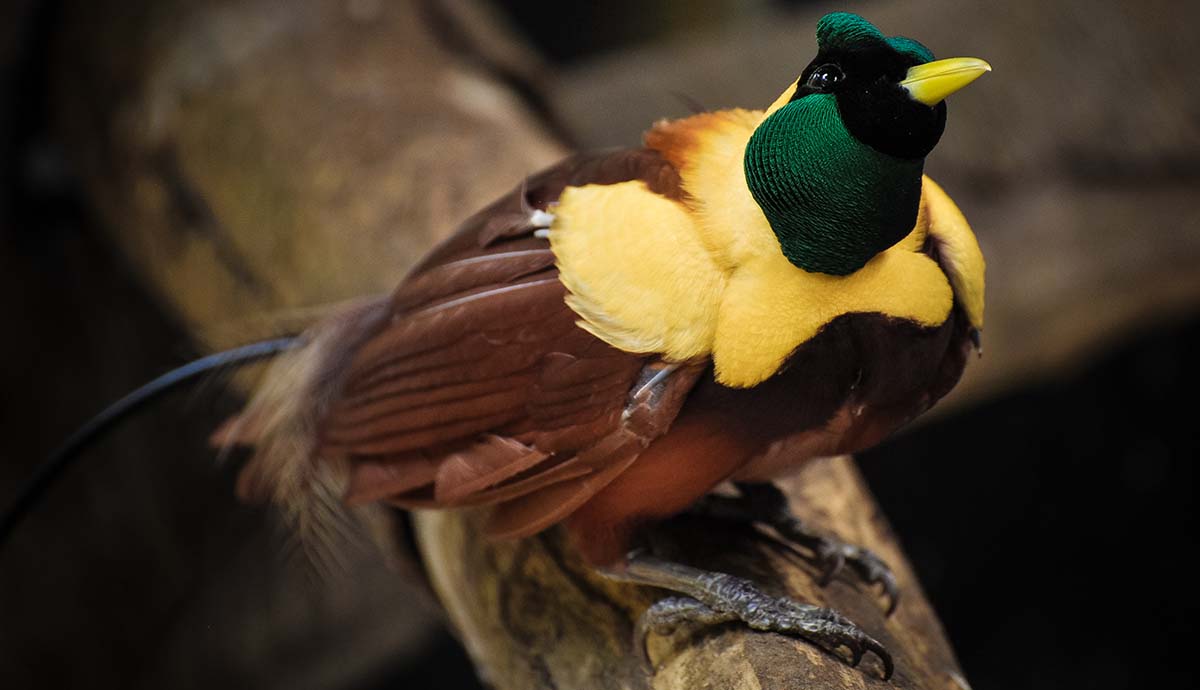 A red bird-of-paradise with a green and black head, yellow breast and brown feathers sits on a branch.