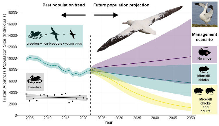 A graph showing population trends of the Tristan albatross, extrapolated under different scenarios