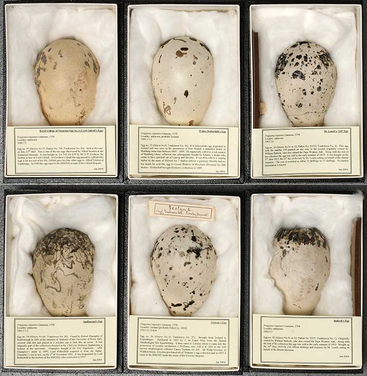 Great auk eggs at the Natural History Museum at Tring