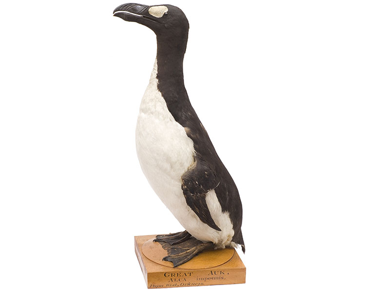 The last British great auk specimen