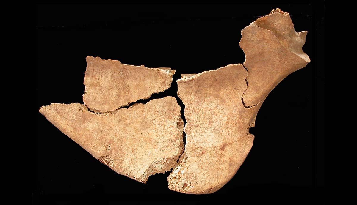 A fragmented great bustard brest bone with cut marks along the bottom edge. 