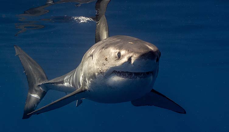 A young great white shark swims just below the surface of the ocean.