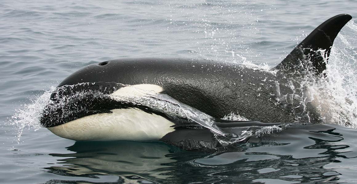 An orca swims at speed through the sea, with water rushing across its body.