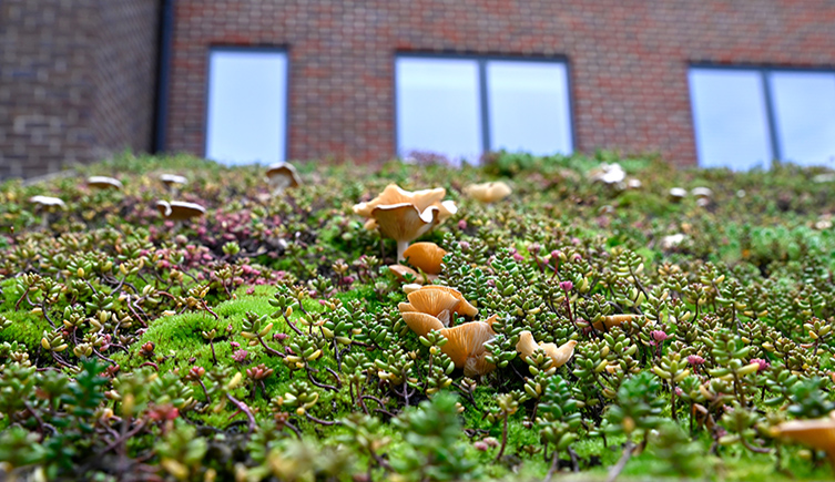 Mushrooms grow on a green roof with succulents