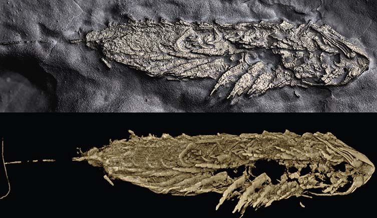 Top - a photo of Lomankus edgecombei's fossil, and bottom - a 3D model of the fossil.