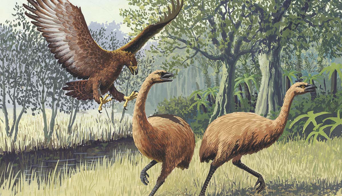 An artist's impression of Haast's eagle hunting two moa.