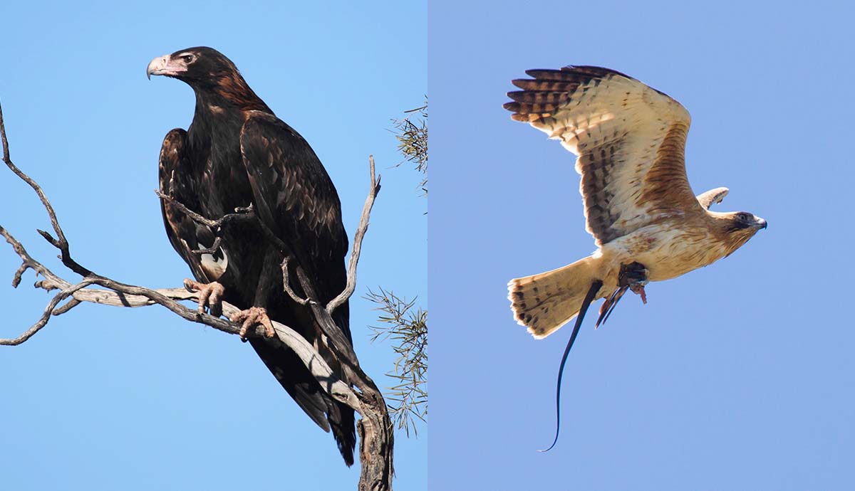 A wedge-tailed eagle sitting on a branch (left) and a little eagle in flight (right).