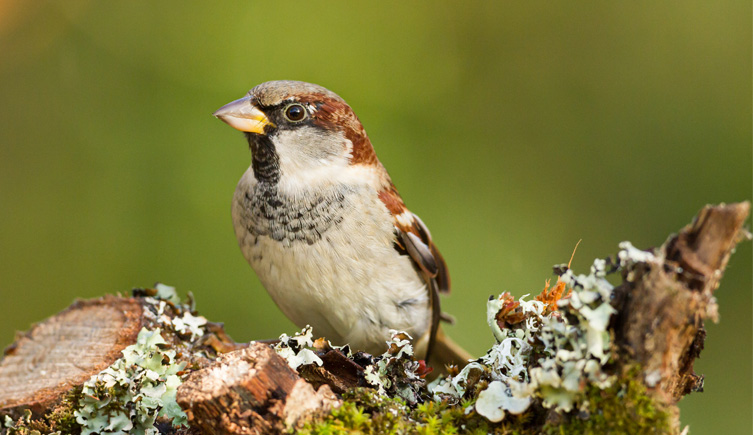 A house sparrow sitting on a branch