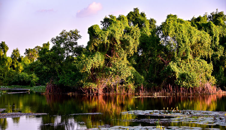 Trees reflected in the lake of the Kalametiya Bird Sanctuary under a blue sky