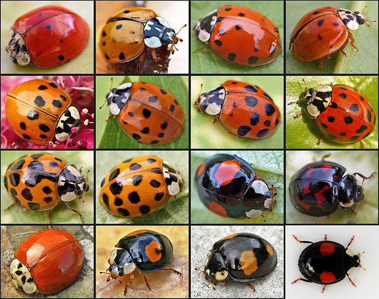 A selection of different colour varieties of harlequin ladybird