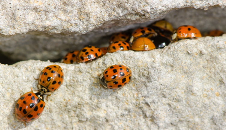 A group of harlequins ladybirds clustered inside a crack in rocks
