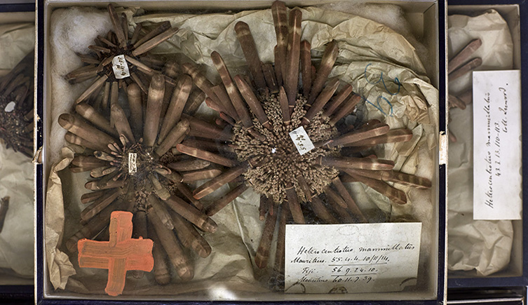 A box of sea urchins. 