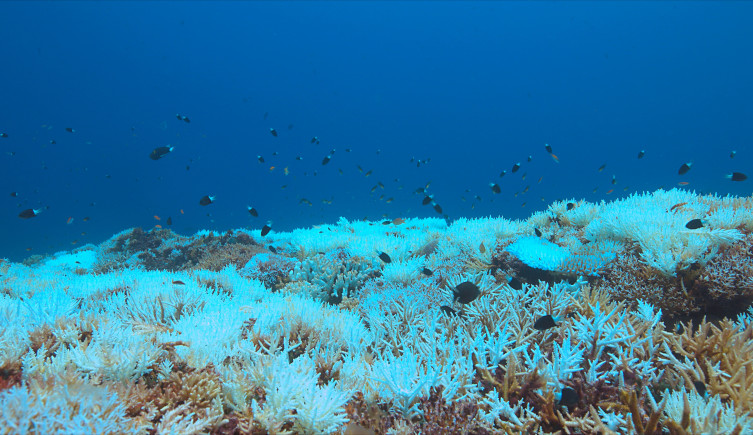 An underwater photograph of a bleached coral reef