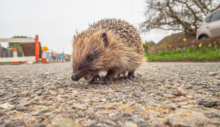A hedgehog walks along a tarmac path in a town