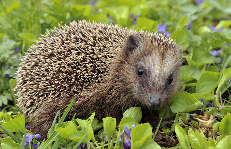 A European hedgehog sits among green leaves and grass